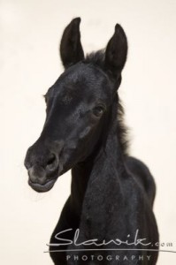 Obrazek