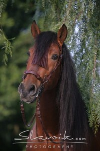 Obrazek